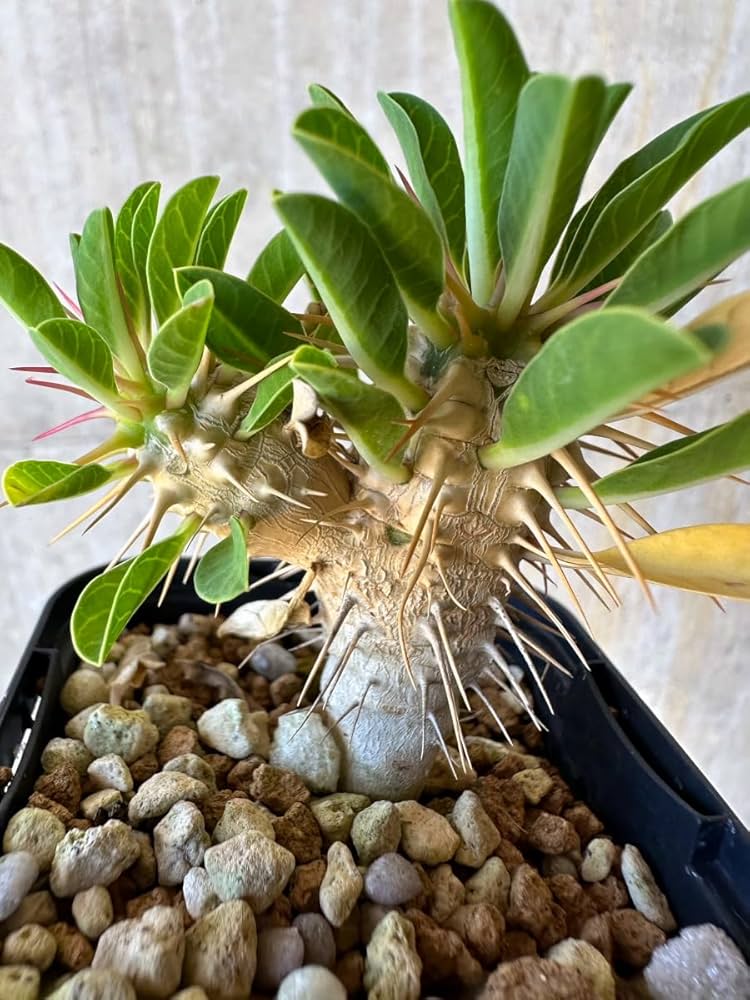 塊根植物 ユーフォルビア　ギラウミニアナ Amazon｜【現品限り】ユーフォルビア・ギラウミニアナ【G34