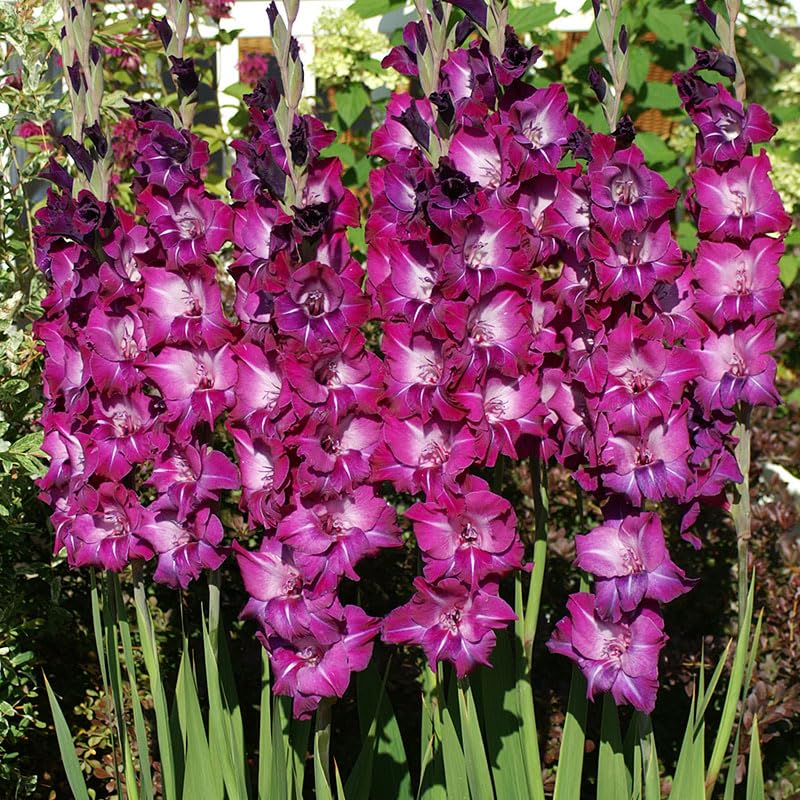 Purple Gladiolus Value Bag