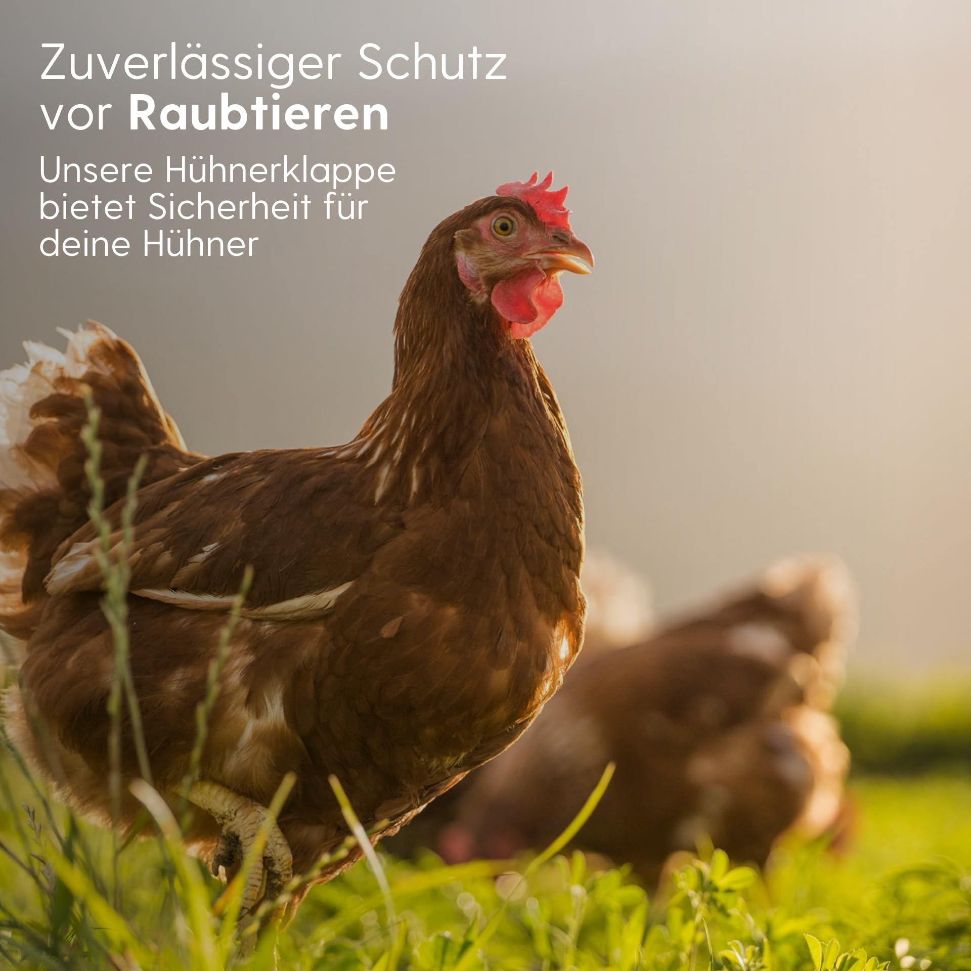 Agrarzone Hühnerklappe Batterie ohne Schieber Hühnerstall Hühner Solar | Timer, Manuell, Lichtsensor, elektrisch, Hühnerstall