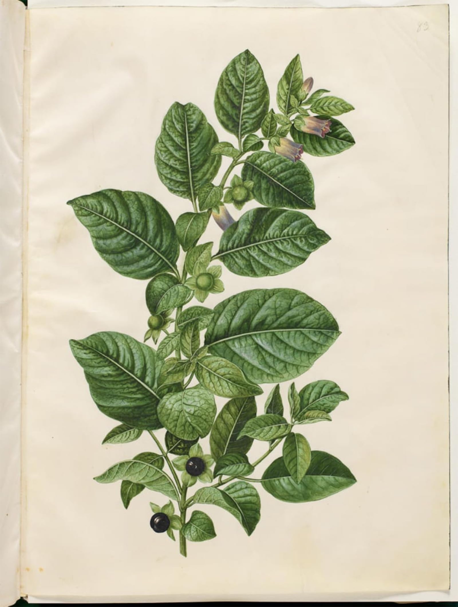 Tableau mural Atropa Belladone Hans Simon Holtzbecker poster rétro 60x90 - 5