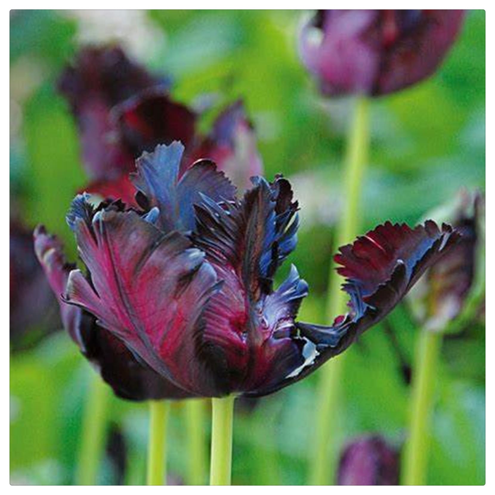 Tulipano Bulbi Intatti, Bulbi di Tulipani- Turgidi-Compatti- Tulipani bulboso- Sani, Robusti, Vigorosi-10 bulbi-I