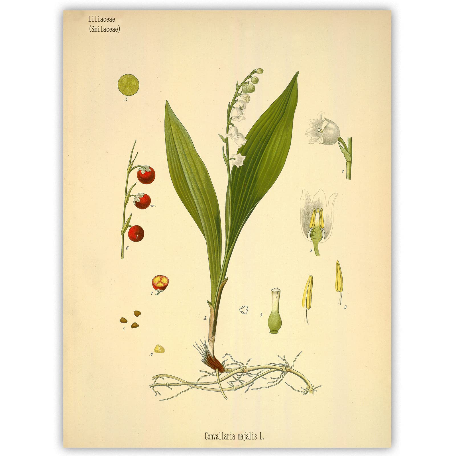 Retro Wall Art - Liliaceae Smilaceae Plant Poster - Convallaria Majalis L Vintage Botanical Print Picture - Vintage Plant Poster No Frame (12x16in/30x40cm)