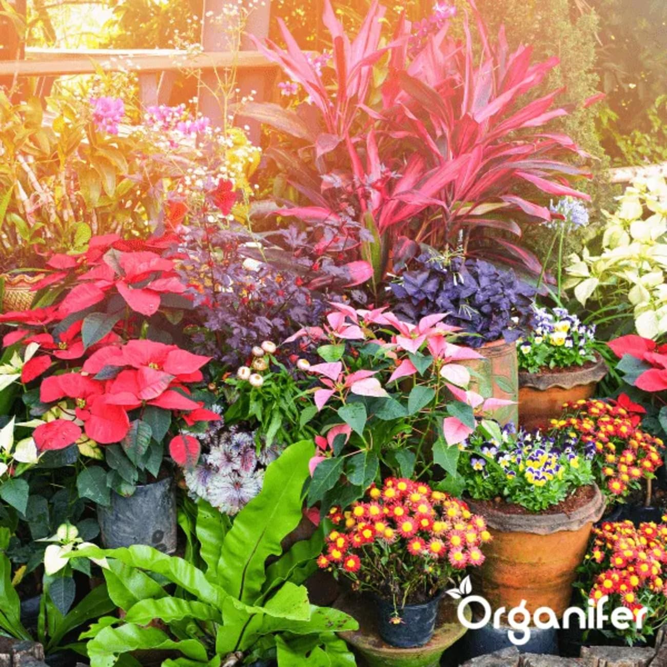 Cápsulas De Hojas - 144 Piezas - Cápsulas Fitosanitarias - Cuidado Del Jardín - Cuidado Sostenible De Las Plantas - Cápsulas No Tóxicas - Plantas En Maceta - Plantas De Balcón - Organifer