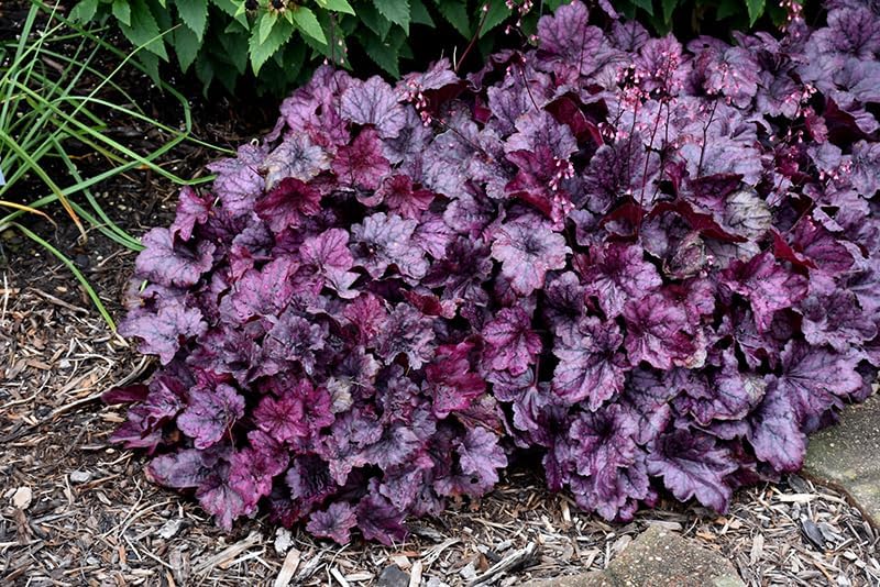 Purple Heuchera Plant for Garden, Heuchera Well Rooted from 5 to 8 Inc Tall