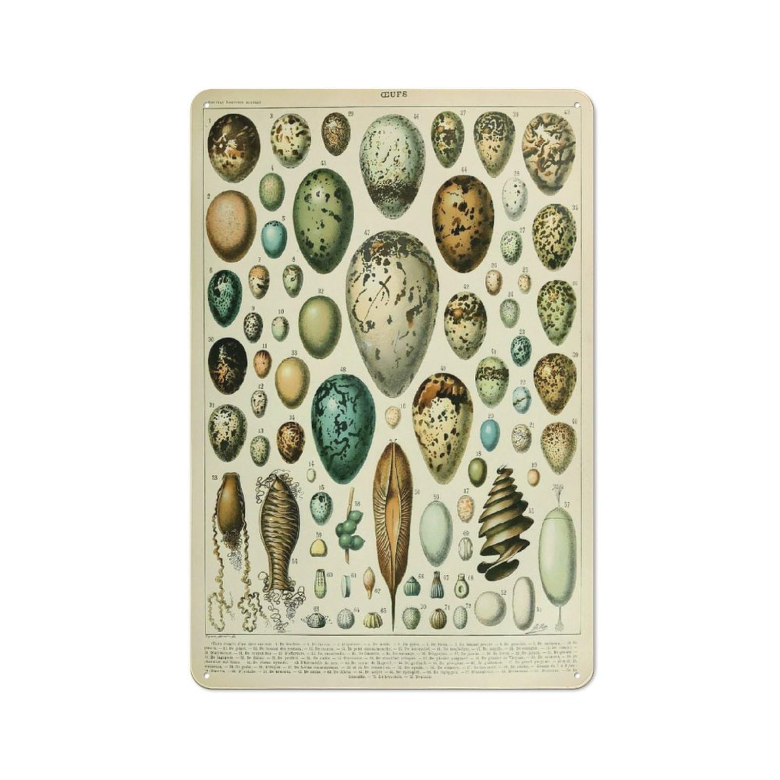 Junmoney Style-11 Eggs Oeufs A Vintage Metal Wall Decor 30X20cm, Tin Sign For Cafe, Pub, Workshop Or Home Bar, Small Accent For Blank Walls