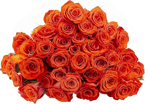 ENTREGA hasta el martes 02/06 Garantizado SI Pedido realizado antes del 02/05 antes de las 2PM EST.KaBloom San Valentín PRIME PRÓXIMO DÍA ENTREGA -