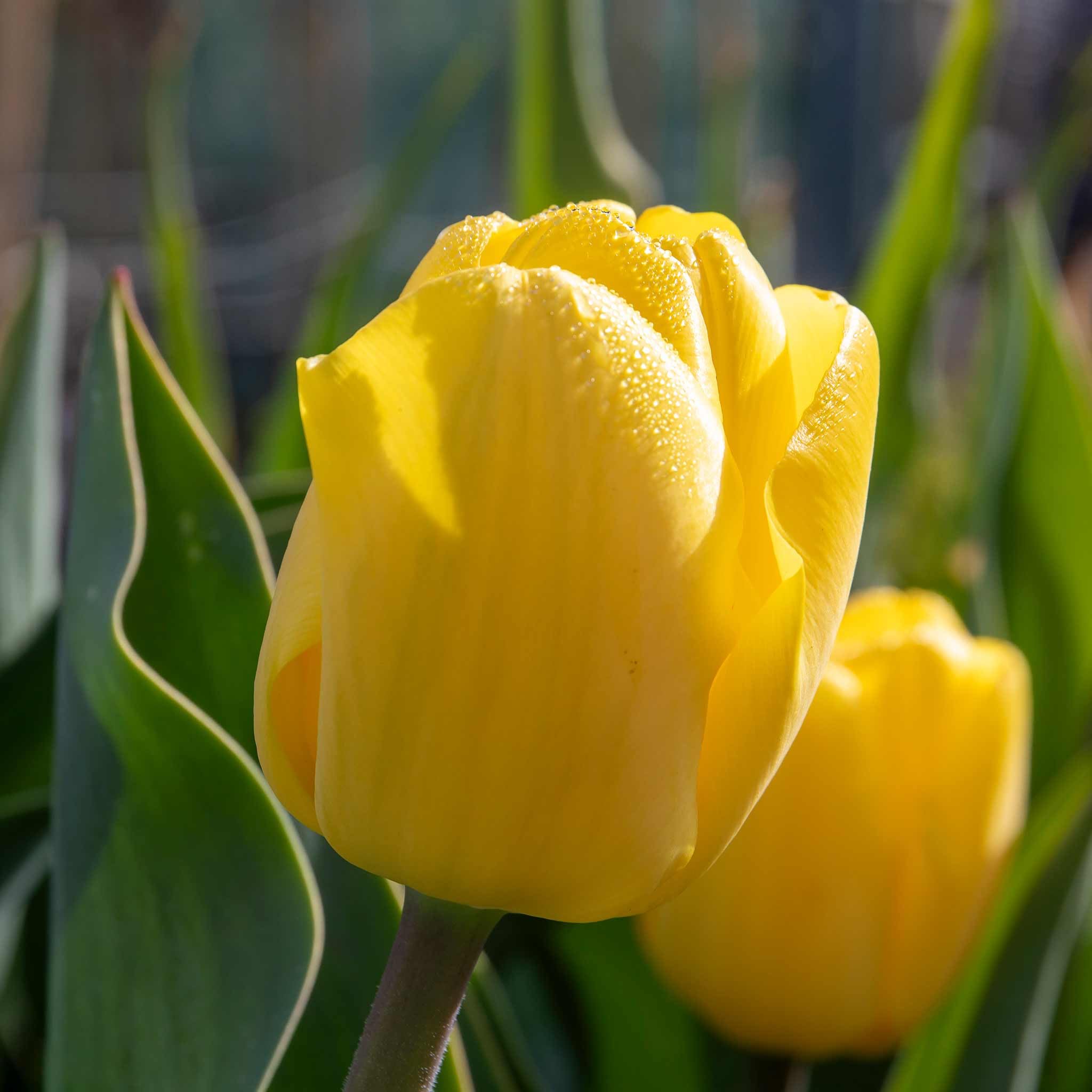 Marshalls Garden Tulip Bulbs 'World Friendship' Pack of 10 - Primrose Yellow Spring Tulipa