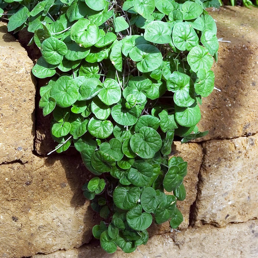 特価☆特大 エゴノキ株立3.6M(鉢底から) 【楽天市場】常緑エゴノキ 特価☆特大 エゴノキ株立3.6M(鉢底から) 【楽天市場】常緑エゴノキ