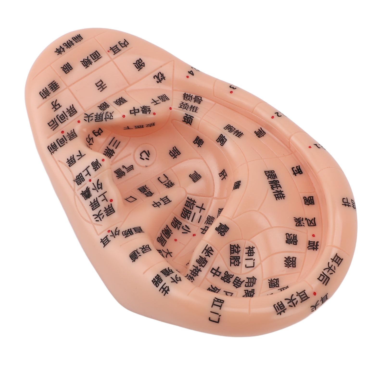 Ear Acupuncture Model, Precise Ear Massage Model, Clear and Soft Fonts for Laboratory Display
