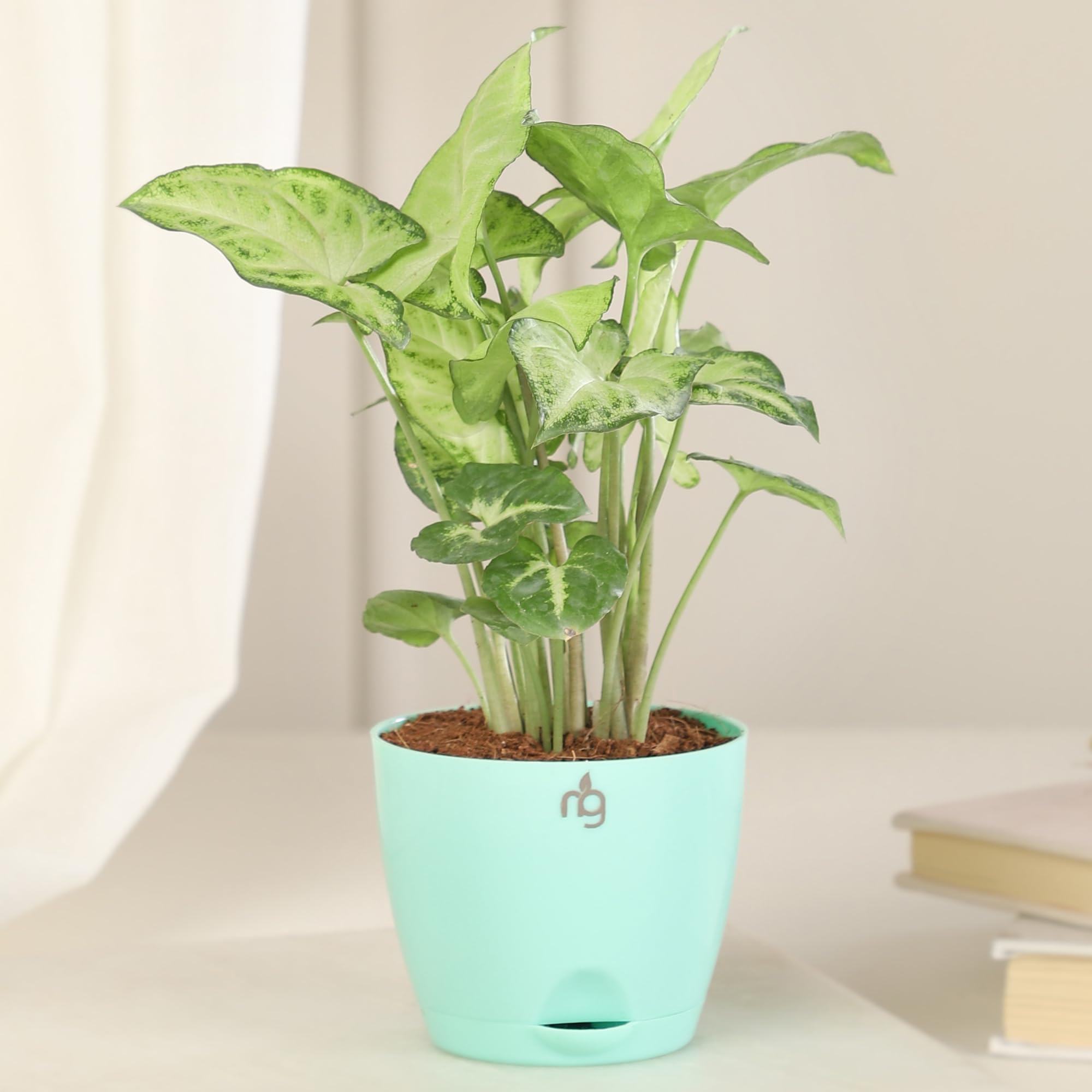 Nurturing Green® Air Purifying White Syngonium Plant in Green Self Watering Plastic Pot (Size: 8 cm * 6 cm) | Indoor Plants for Living Room | Houseplants for Decoration-image-10