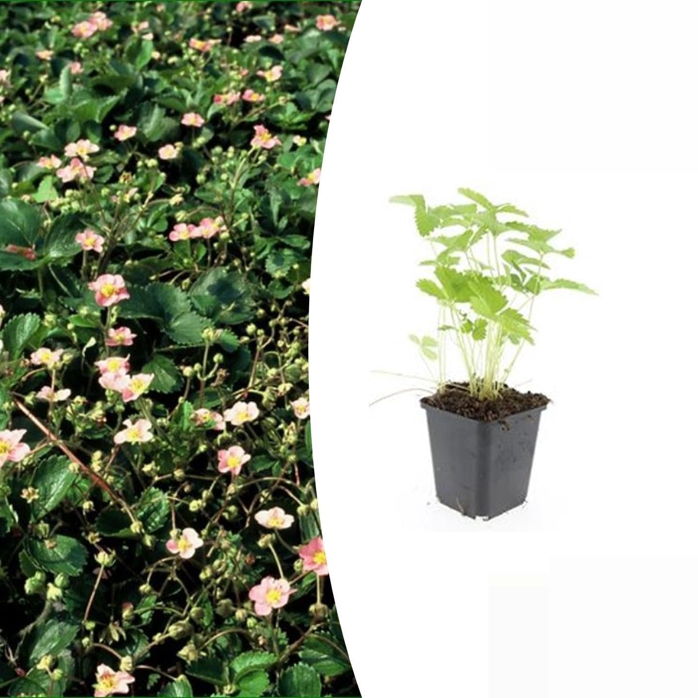 Trendyplants - Fragaria vesca - 6 pièces - Fraisier des bois - Résistant au froid - Hauteur 10–30 cm - Taille du pot Ø9cm