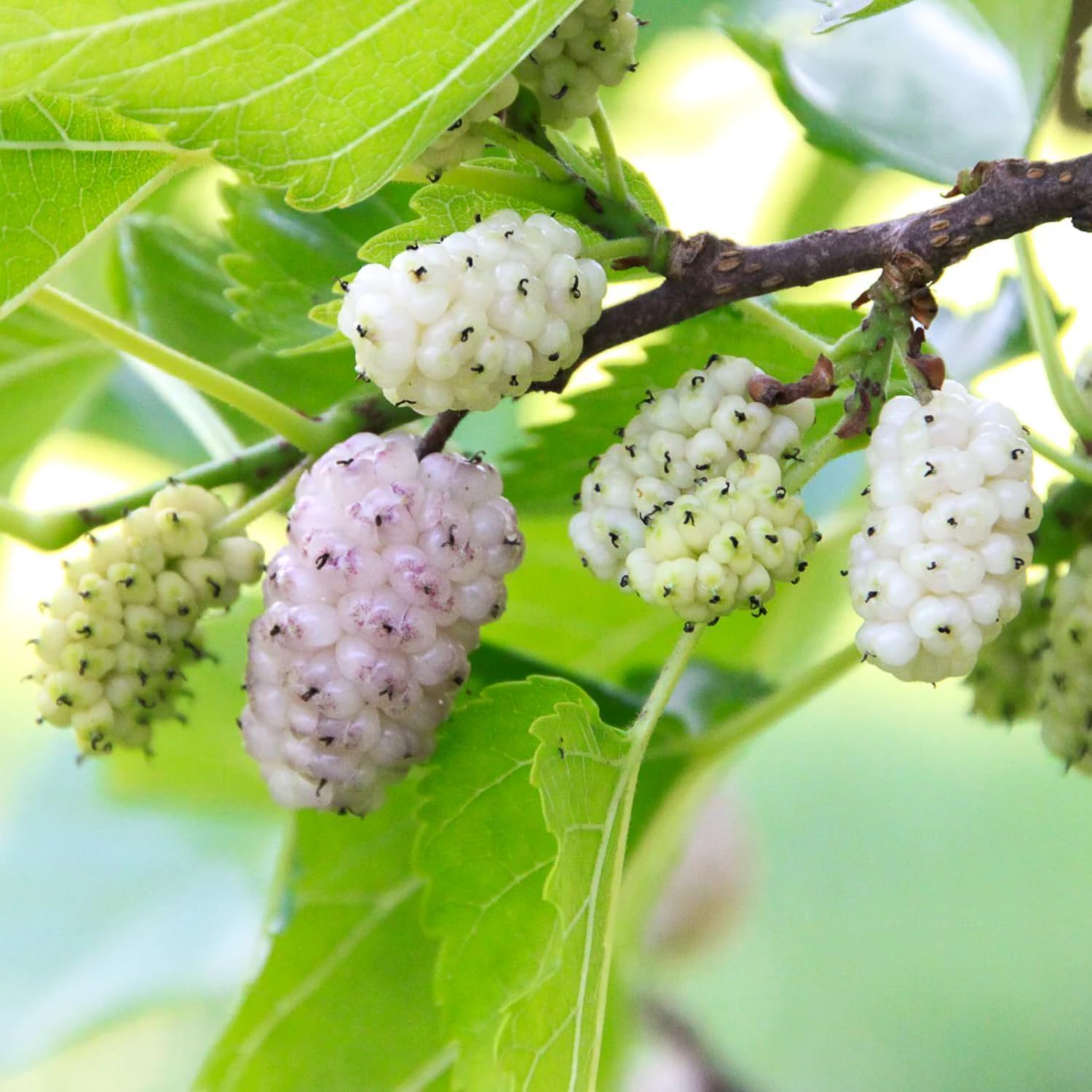 2 White Mulberry Plants - 18-24" Tall Live Plants - Sweet Mulberry Fruit Trees for Planting - Edible Berries Seedlings - Murus Alba - (2 Pack)