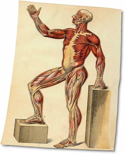 3dRose Print of Muscles in Man from Antique Science Book - Towels (twl-203700-2)