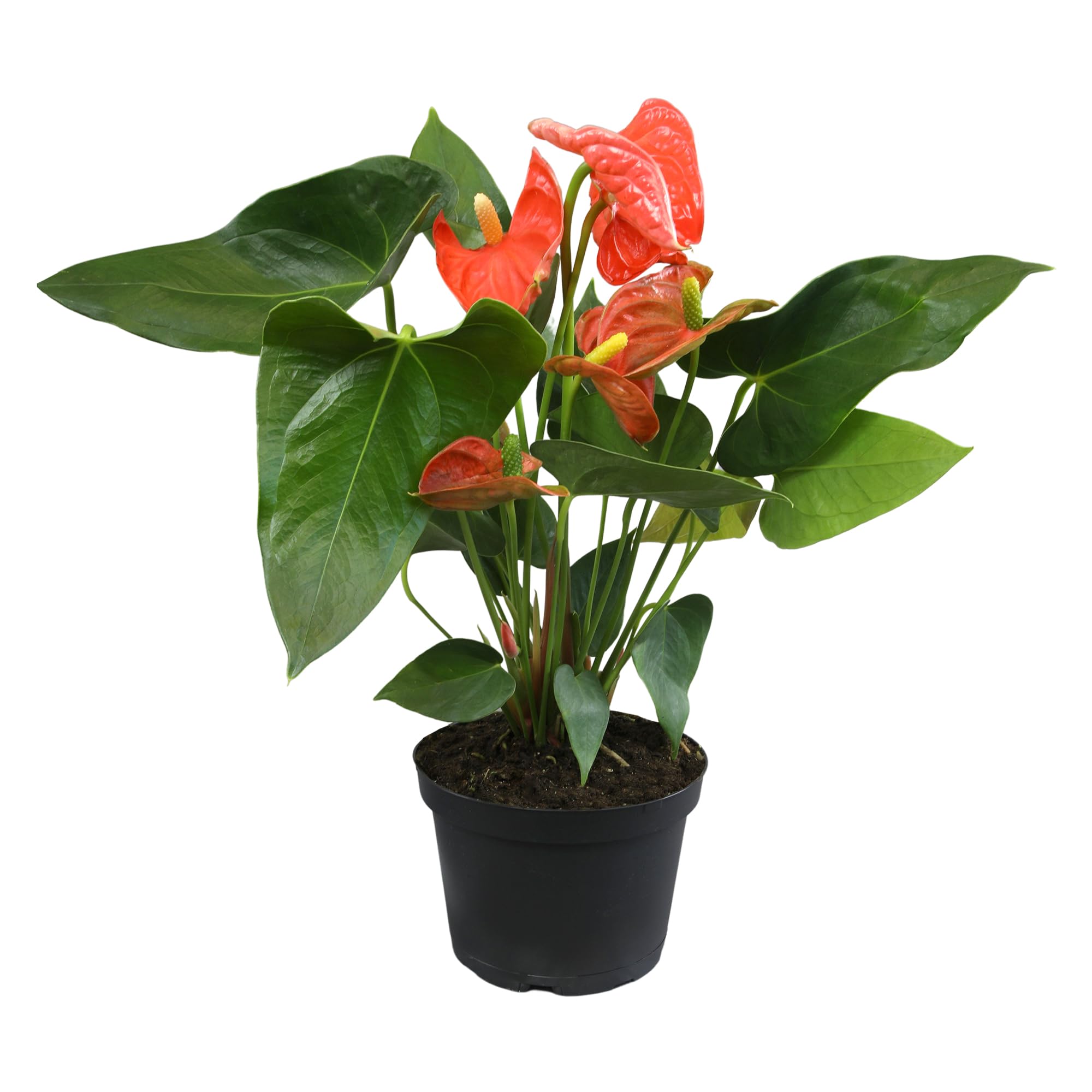 Amazon.com : Orange Anthurium Live Plant (Approx. 16-19