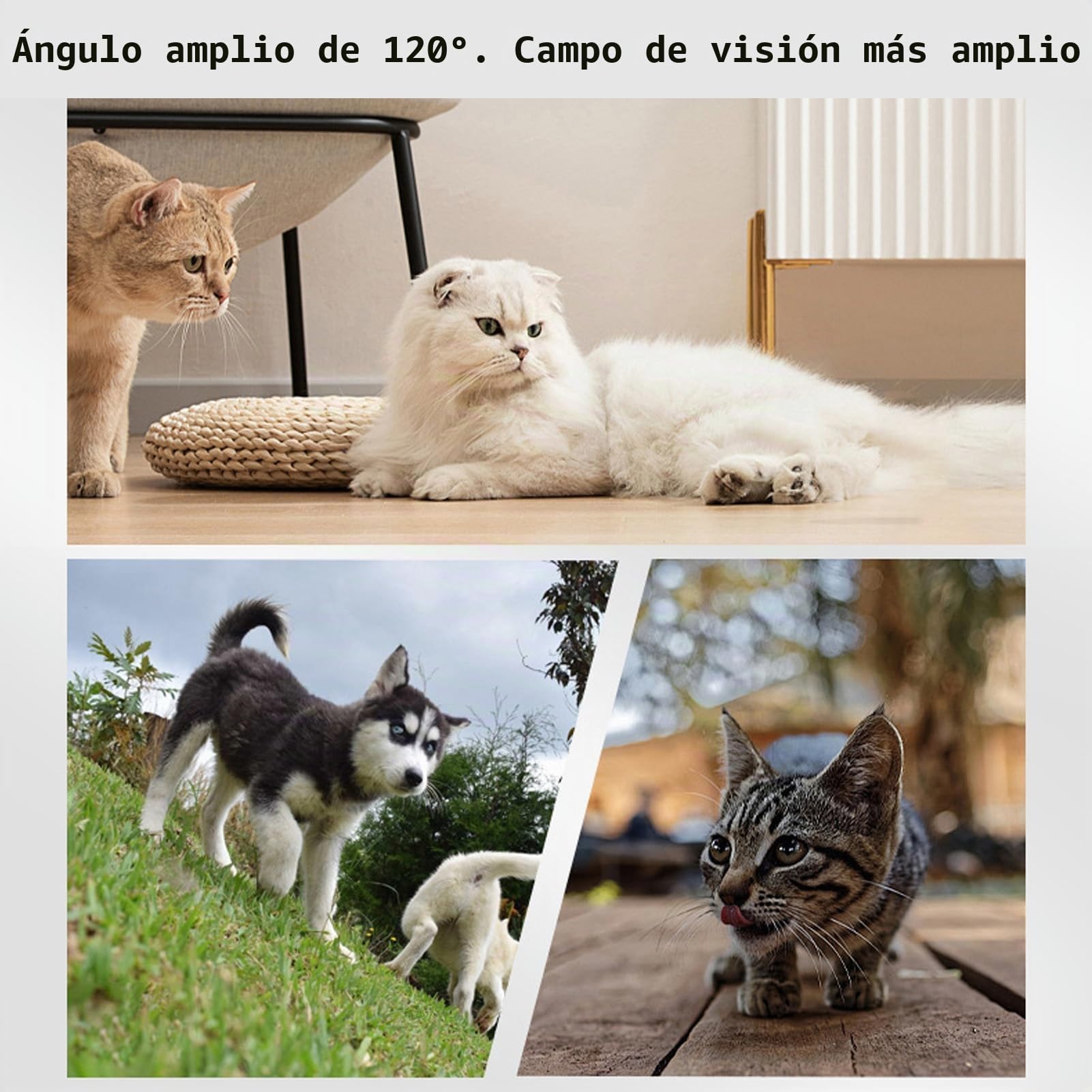 Cámara con Collar para Gatos, Collar Rastreador de Perros HD 1080P, Mini Cámara de Acción para Grabaciones de Vídeo en Interiores/Exteriores, Suministros para Mascotas (Black)