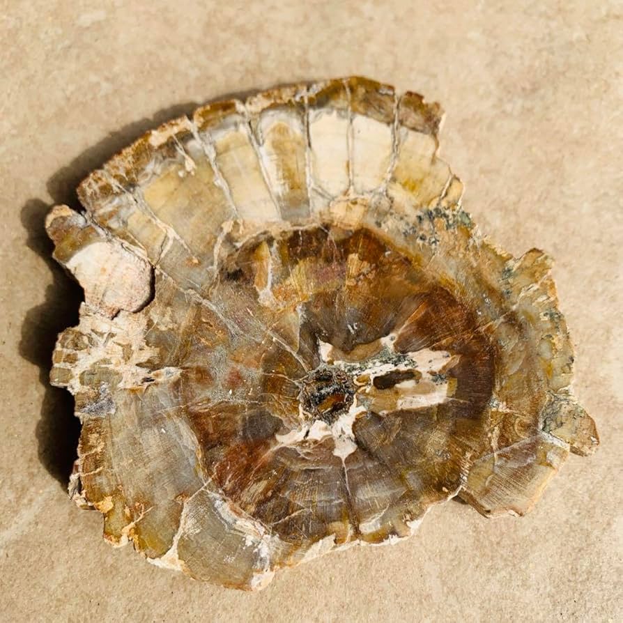 ⭐️超巨大‼︎約2億5000万年の樹木化石⭐️】茶色 ブラジル産 珪化木