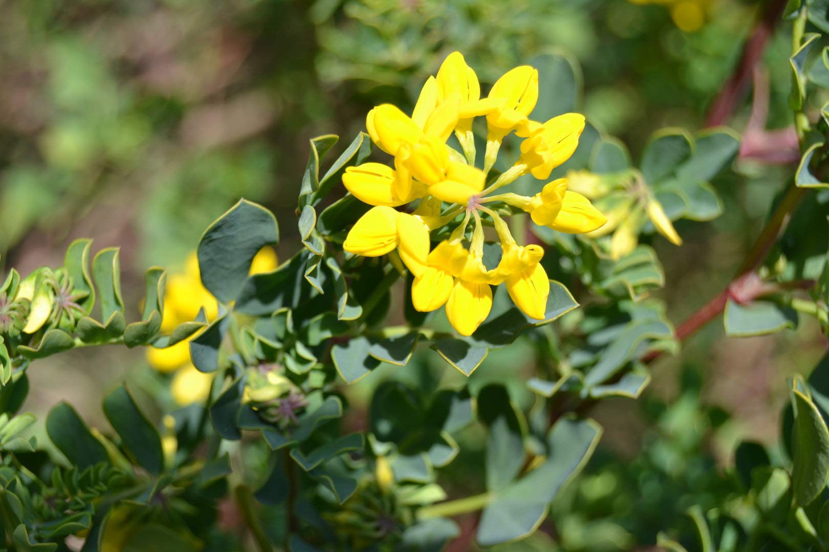Semillas de Coronilla (Coronilla Valentina Glauca) (100 gr / 10.000 Semillas)