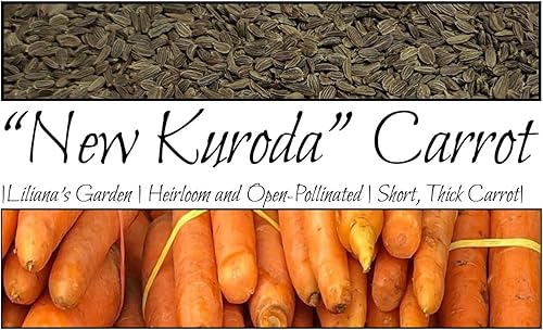 Miniatura 1 de Semillas de zanahoria "New Kuroda"  Zanahoria de crecimiento rápido  Cosecha en 75 días  Daucus Carota VAR. Sativus  Nunca transgénicos, siempre