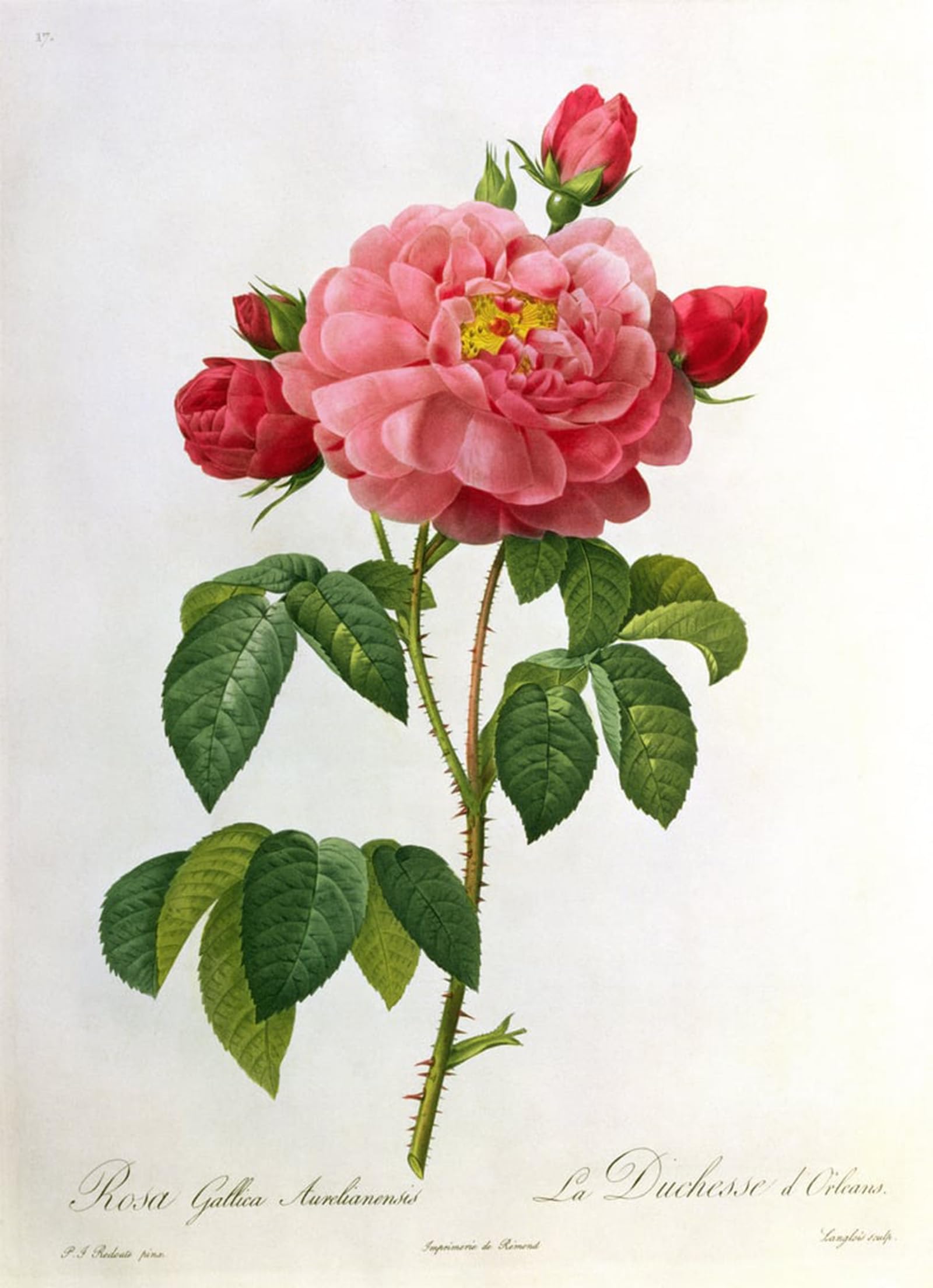 ARTXLXXBN Famous Prints Artwork Pictures Poster Painting Art Rosa Gallica Aurelianensi by Pierre Redouté Artwork Landscape Pictures for Home Decor 60x90cm