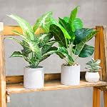 Der Rose 2Pcs Faux Plantes Artificial Potted Faux plantes pour la maison Salle de bain Chambre Salon Bureau Décor Intérieur
