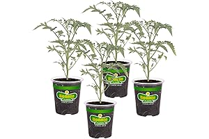 Bonnie Plants Vegetable Live Plants - Super Sweet 100 Cherry Tomato, Red