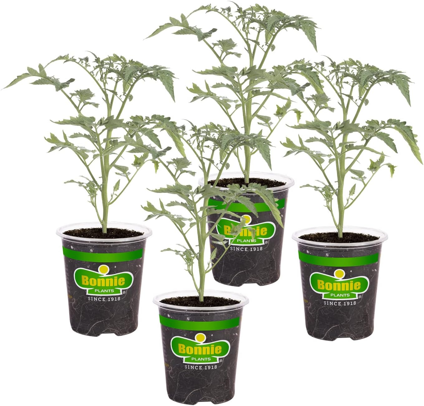 Bonnie Plants Super Sweet 100 Cherry Tomato, Live Plants, 19.3 oz (4-Pack)