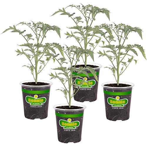 Bonnie Plants Super Sweet 100 Cherry Tomato, Live Plants, 19.3 oz (4-Pack)
