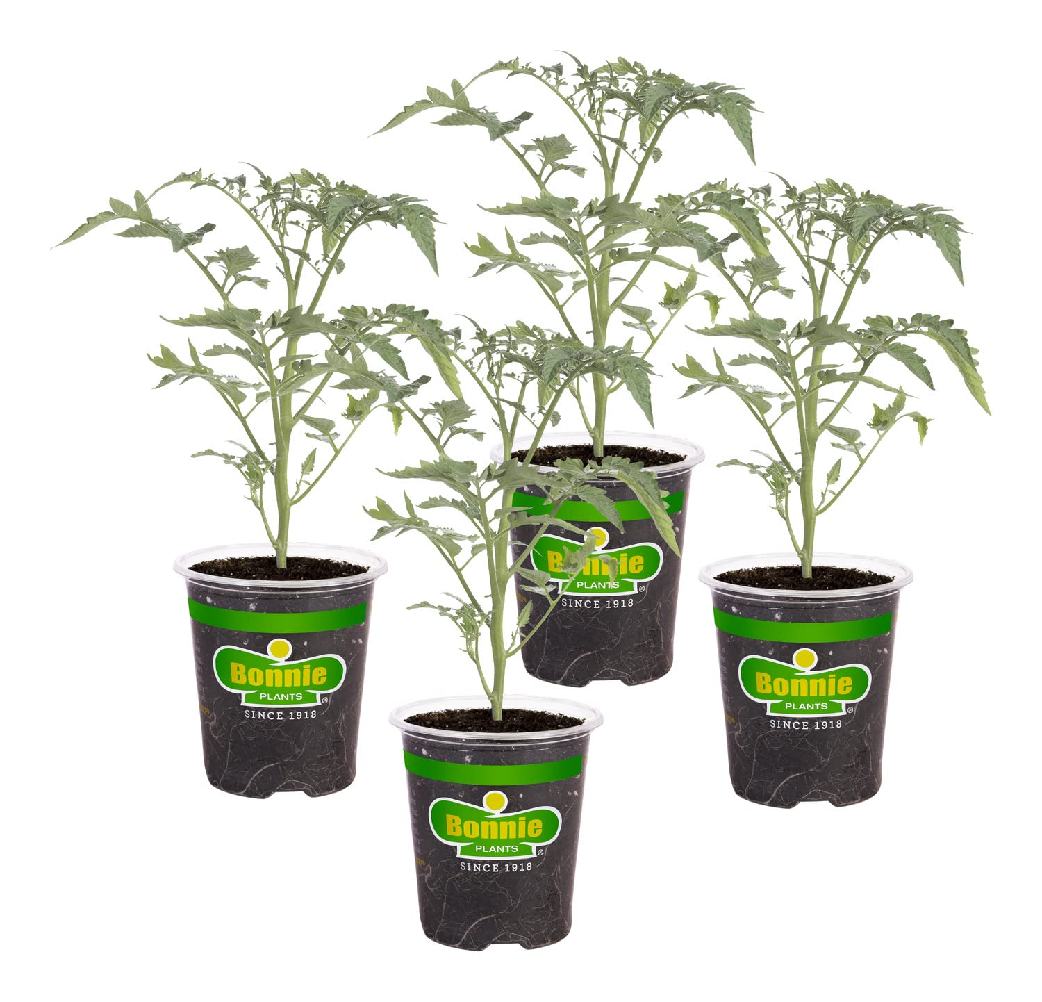 Bonnie Plants Super Sweet 100 Cherry Tomato