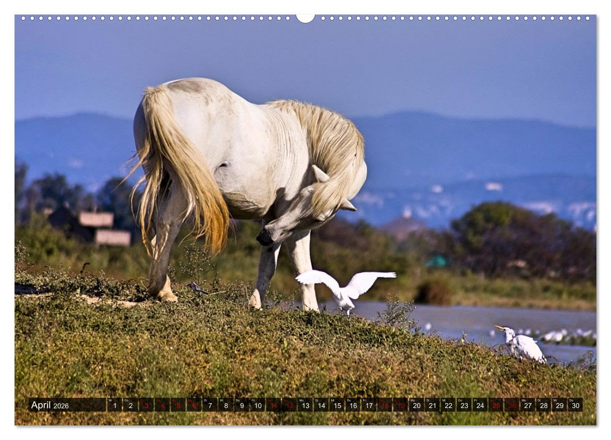 Pferde - wild und ungezähmt (Wandkalender 2026 DIN A2 quer), CALVENDO Monatskalender: Traumhafte Bilder frei lebender Pferderassen in ursprünglichen Naturlandschaften (CALVENDO Tiere)