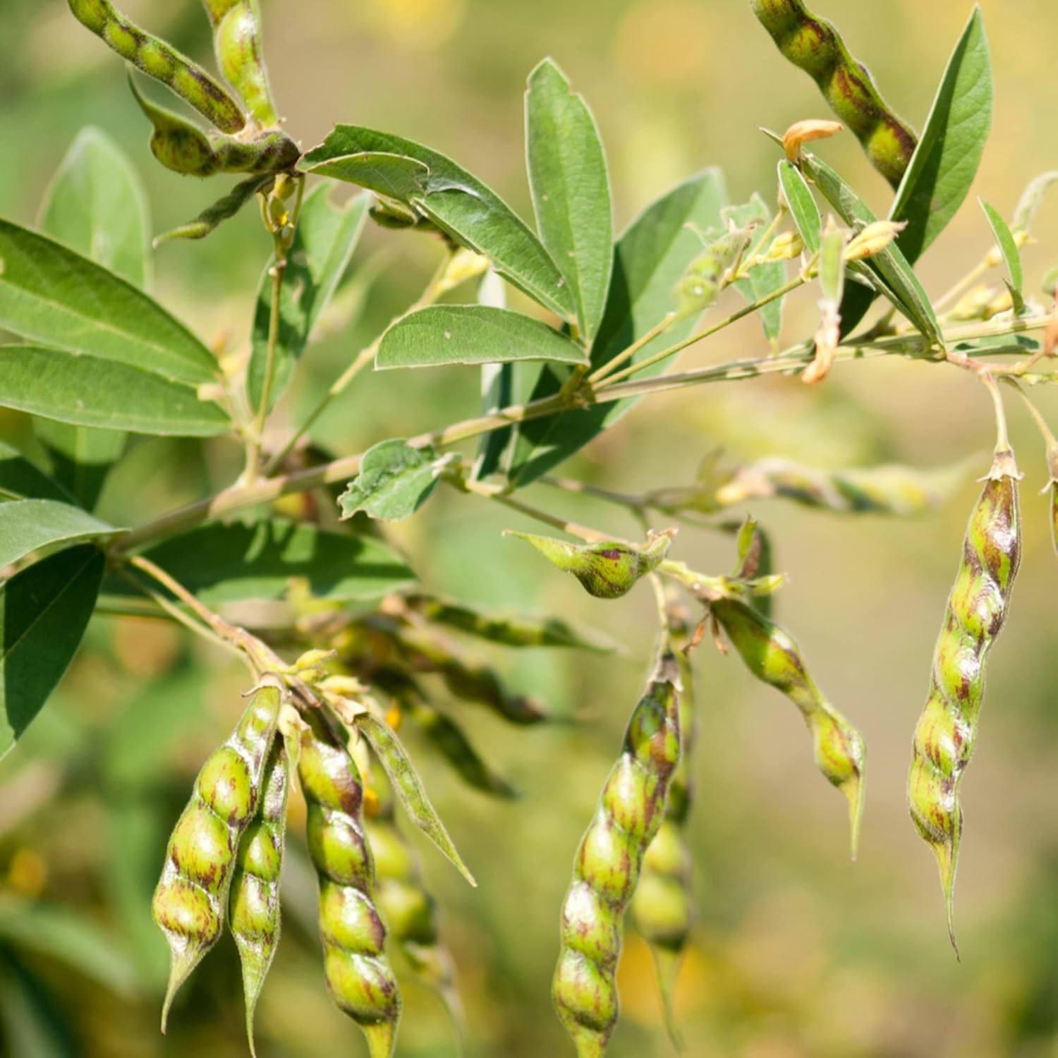 QAUZUY GARDEN Fresh Seeds 1 Ounce Pigeon Pea Seeds