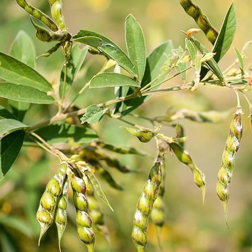 Miniatura 2 de QAUZUY GARDEN Fresh Seeds - 50 semillas de guisantes de paloma, gránulos, frijoles de Puerto Rico, semillas de guisantes del Congo, tolerantes a la