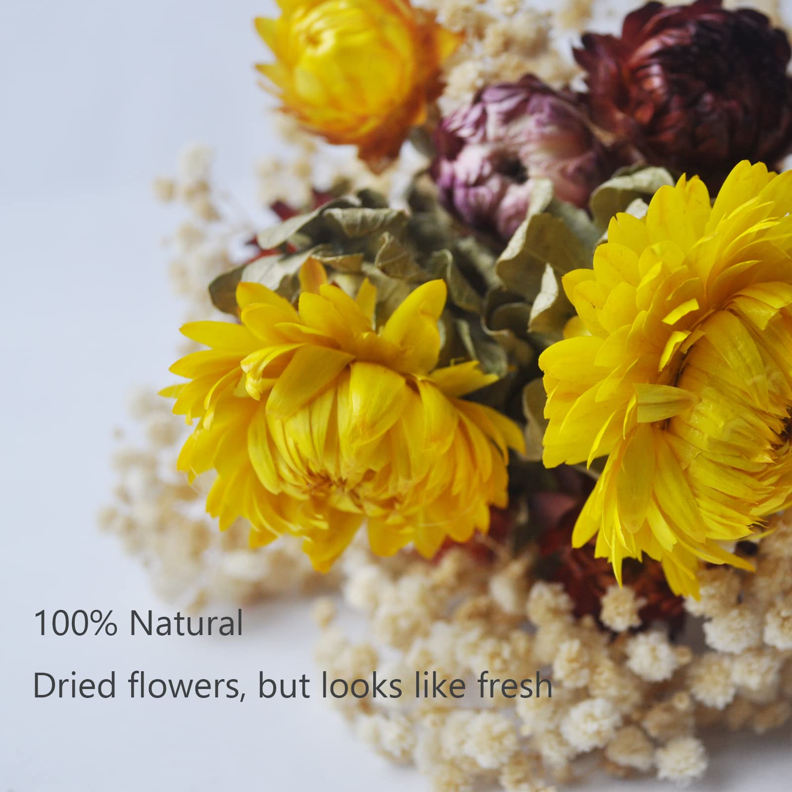 L'BREVOGA Bouquets de fleurs séchées, 100 % fleurs naturelles pour décoration de vase, fête à la maison (marguerite)
