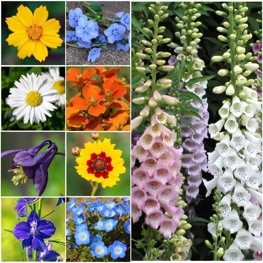 Partial Shade Wildflowers - 25 Varieties and Annual and Perennial Flowering Plants .5 Oz.