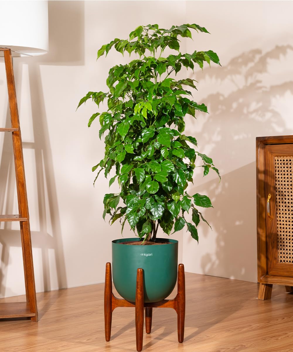 Kyari China Doll Live Indoor Plant with Green Self Watering Metal Pot without Stand - Extra Large 10 Inch