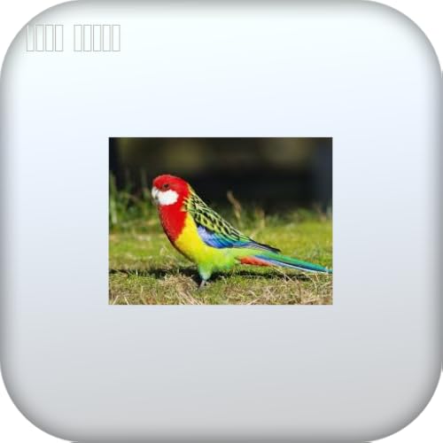 com.babaghaa.alshujiry