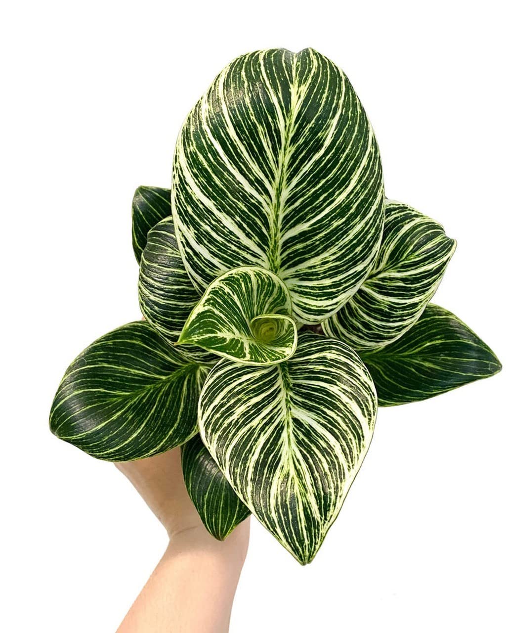 Creative Farmer Indoor Plants Philodendron Birkin, 8.5 Cm Pot For Oxygen (Air Purifier Healthy Live Plant) (B09TY1M9BR) Amazon Price History, Amazon Price Tracker