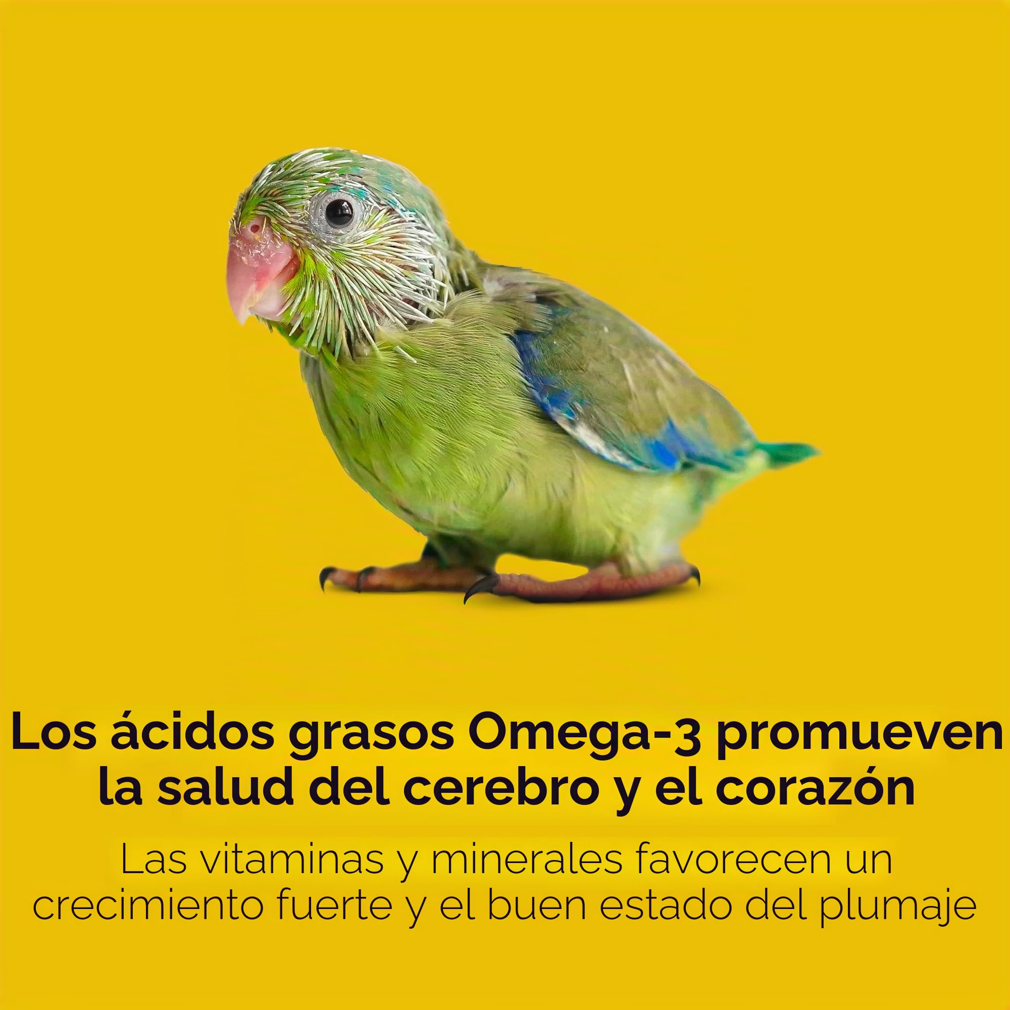 Kaytee Alimentación Manual exacta para pájaros bebés, 18 onzas