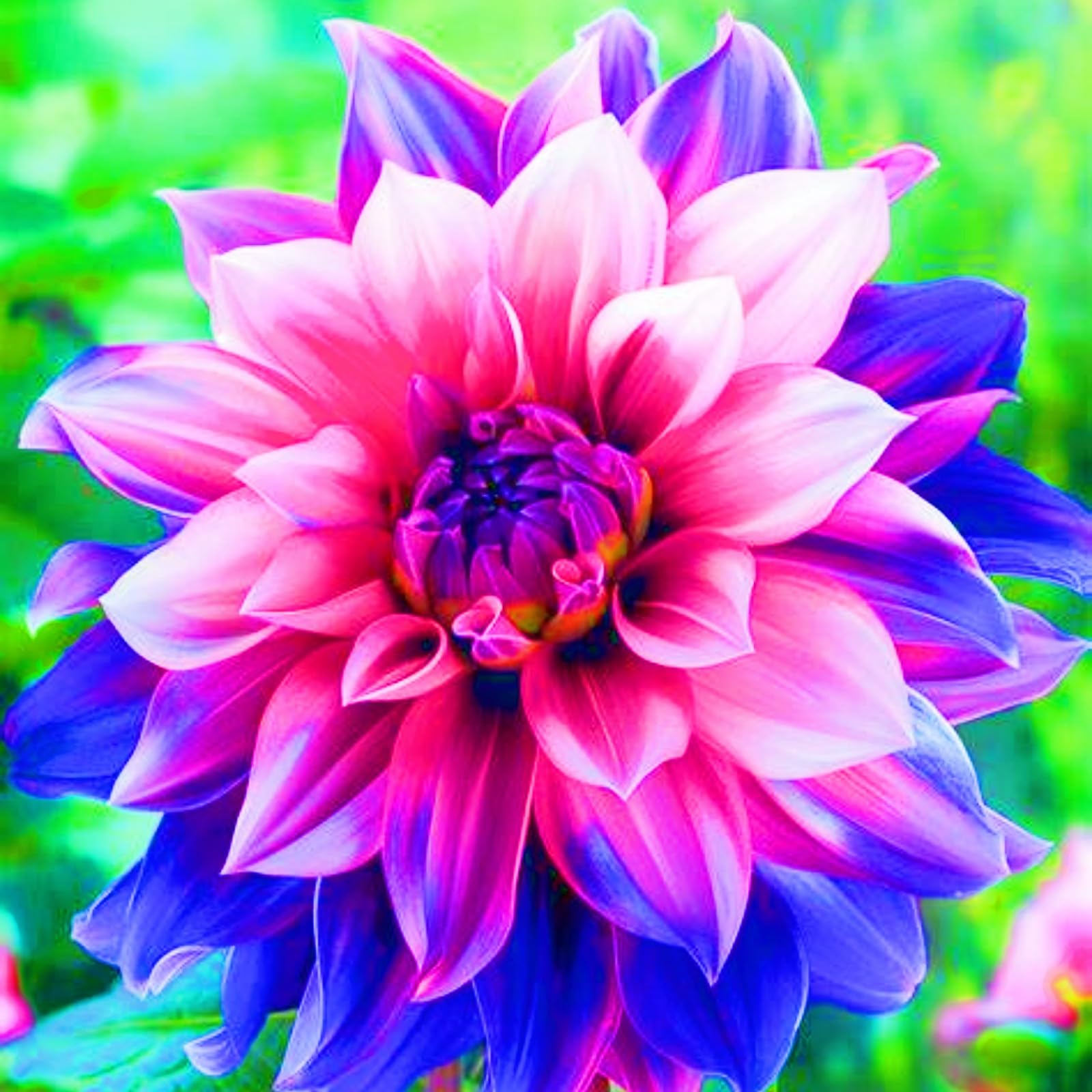 Dahlia tubers Dahlia Bulbs UK Simple to Grow Perfect for The Garden-Landscaping-Excellent Displays-8bulbs-d — image 1