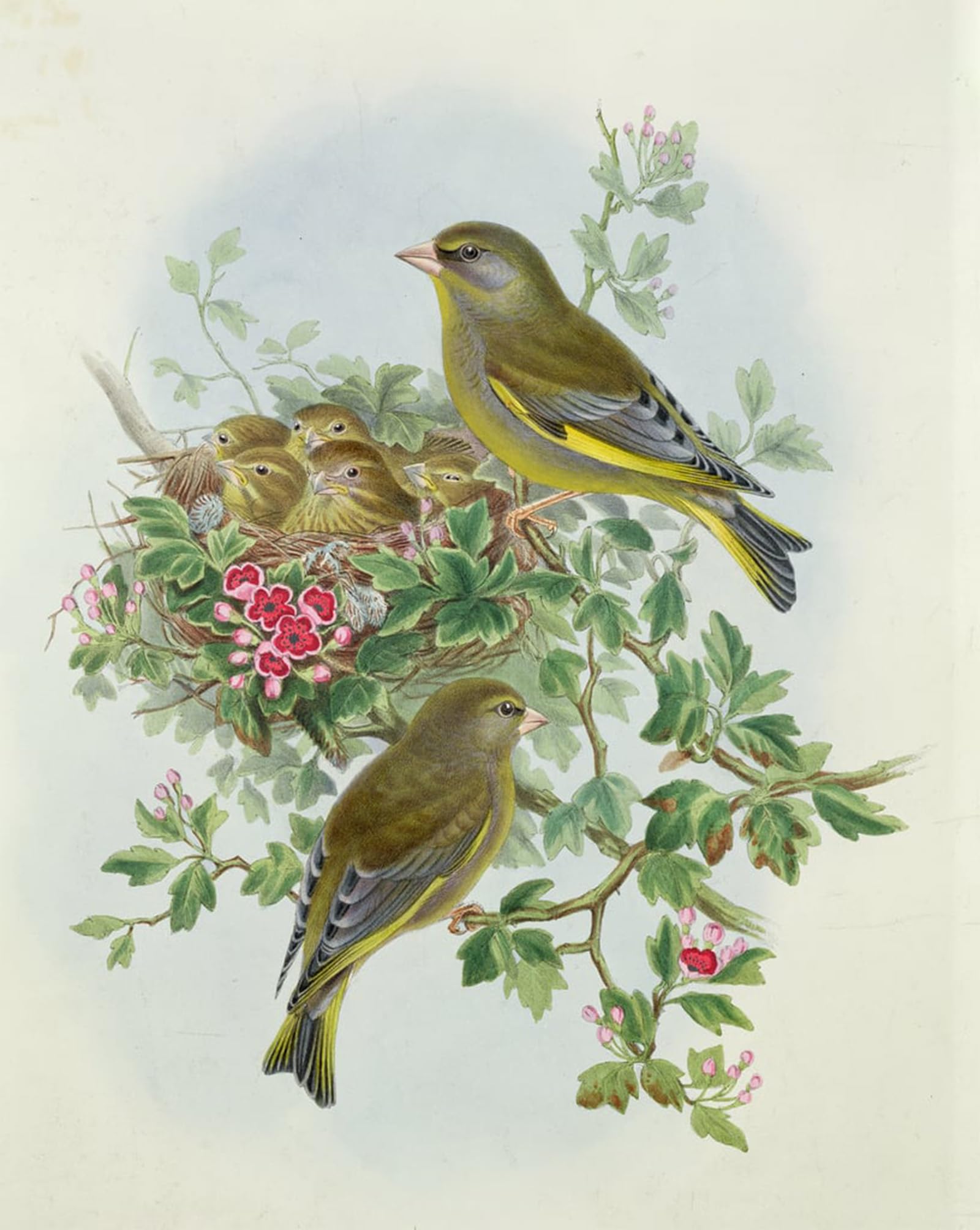 ARTXLXXBN Famous Art Print Poster Vintage Wall Art Animal Bird Greenfinch by John Gould Canvas Art Poster for Home Decor 60x90cm