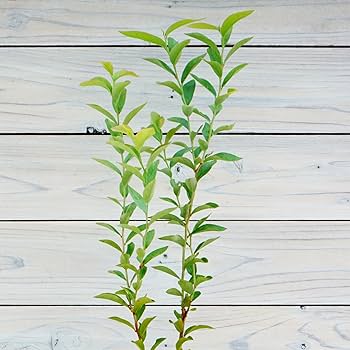 超大株！ブルーベリー ブルーシャワー1.4M(鉢底から)品番C ueki_501