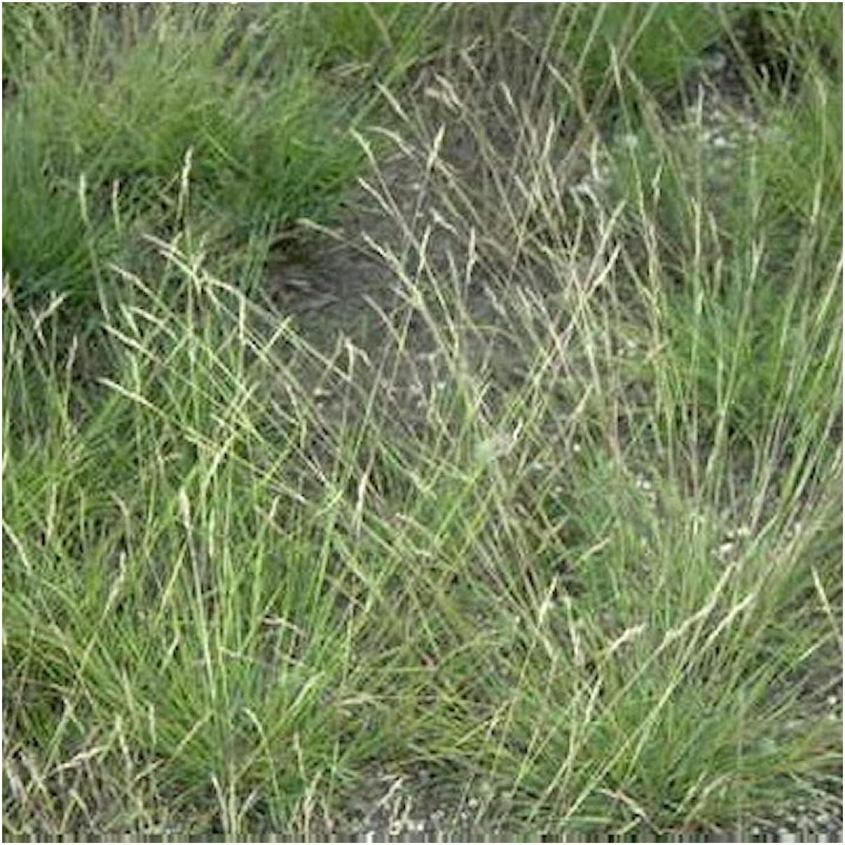 Everwilde Farms - 1 Oz Poverty Oat Grass Native Grass Seeds - Gold Vault