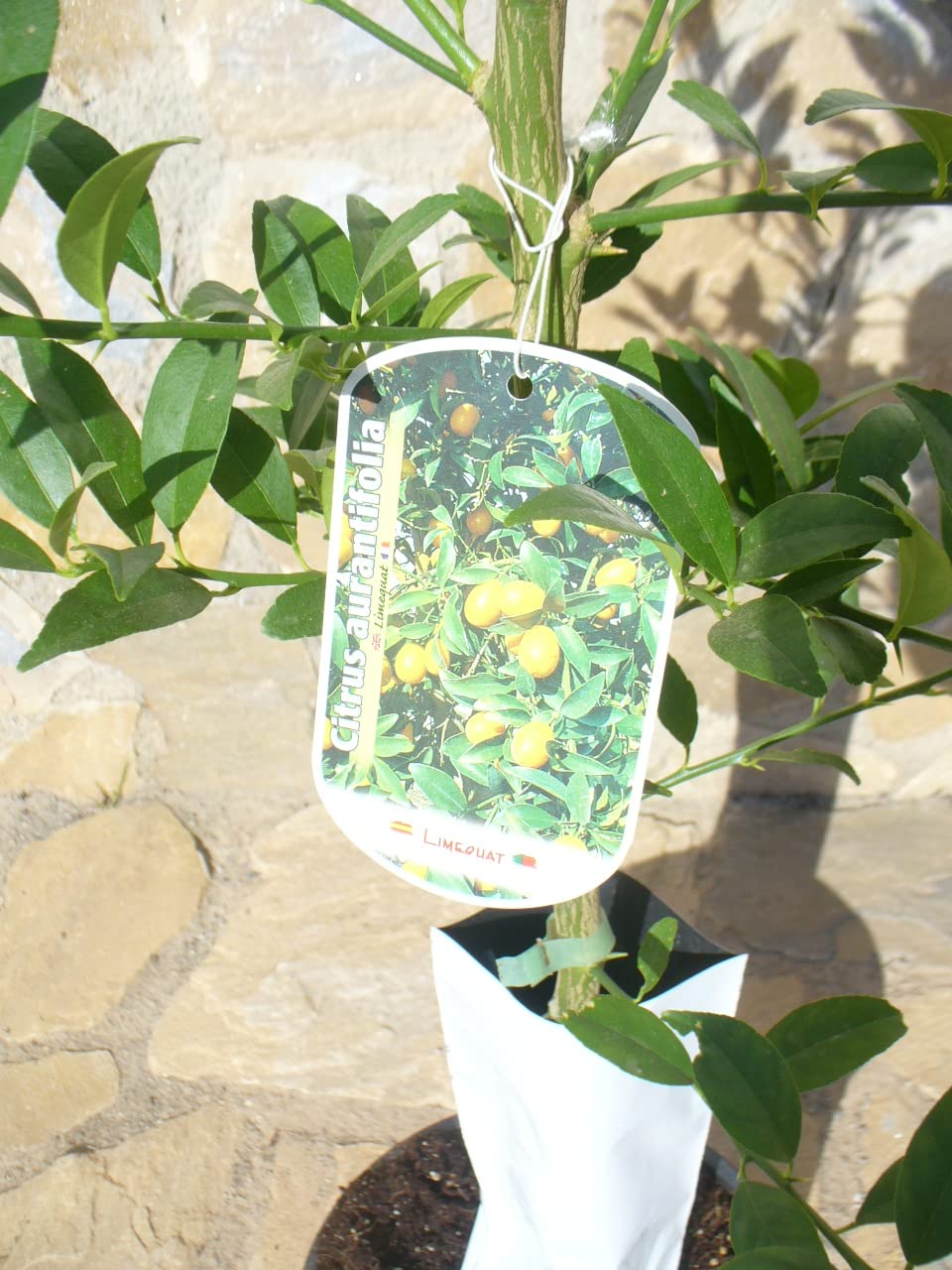 Citrus Limquat, Minizitronenbaum, Limquatbaum, 1 veredelter Baum