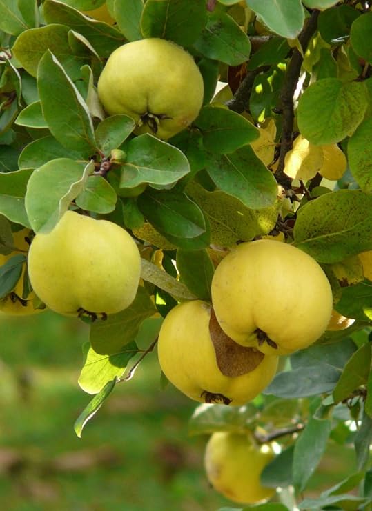 40 Quince Fruit Tree Sweet Edible Fruit Seeds Patio, Lawn & Garden