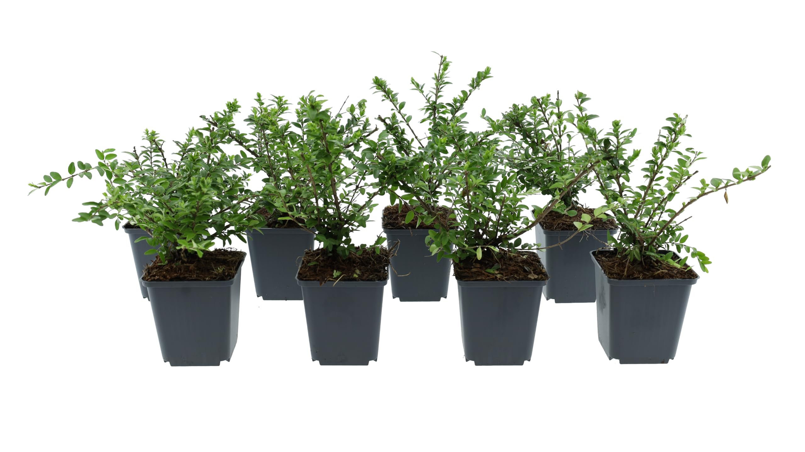 Plantas de cobertura del suelo – Juego de plantas de jardín resistentes al invierno, fácil de limpiar, de crecimiento denso, maceta de 9 cm, 10 – 25 cm (Lonicera nitida)