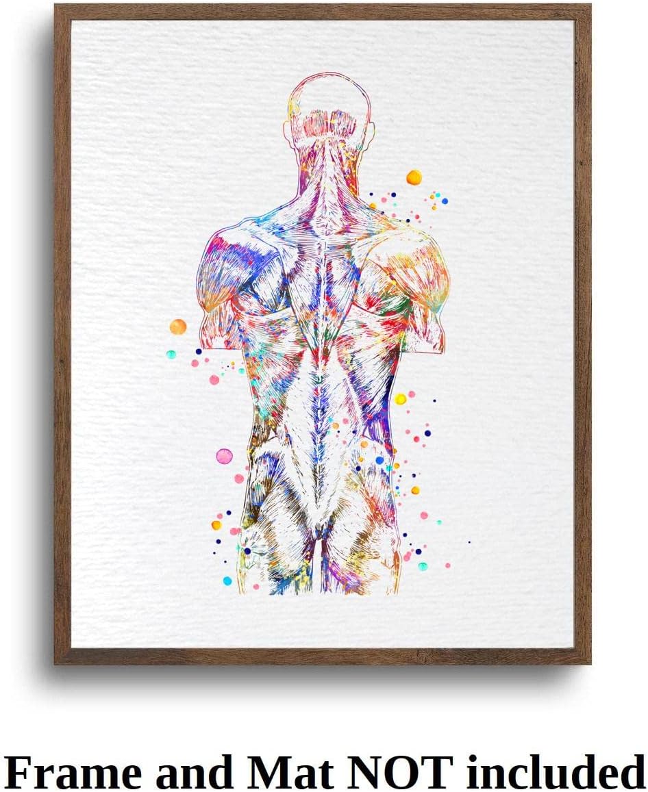 Dignovel Studios 13X19 Unframed Back Muscle Human Anatomy Watercolor Art Print Poster Medical Science Orthopedic Surgery Skeleton Chiropractor Clinic Office Wall Décor DN737