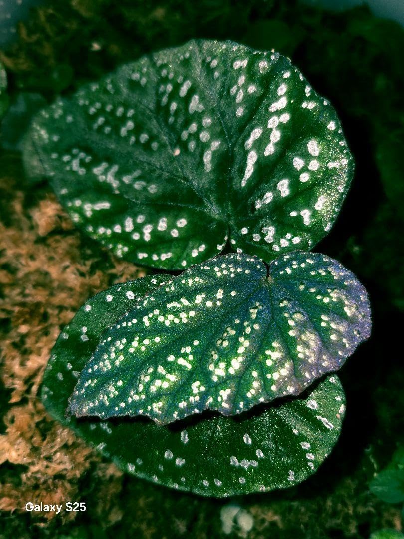 原種ベゴニア begonia フォエニオグランマ Begonia phoeniogramma I