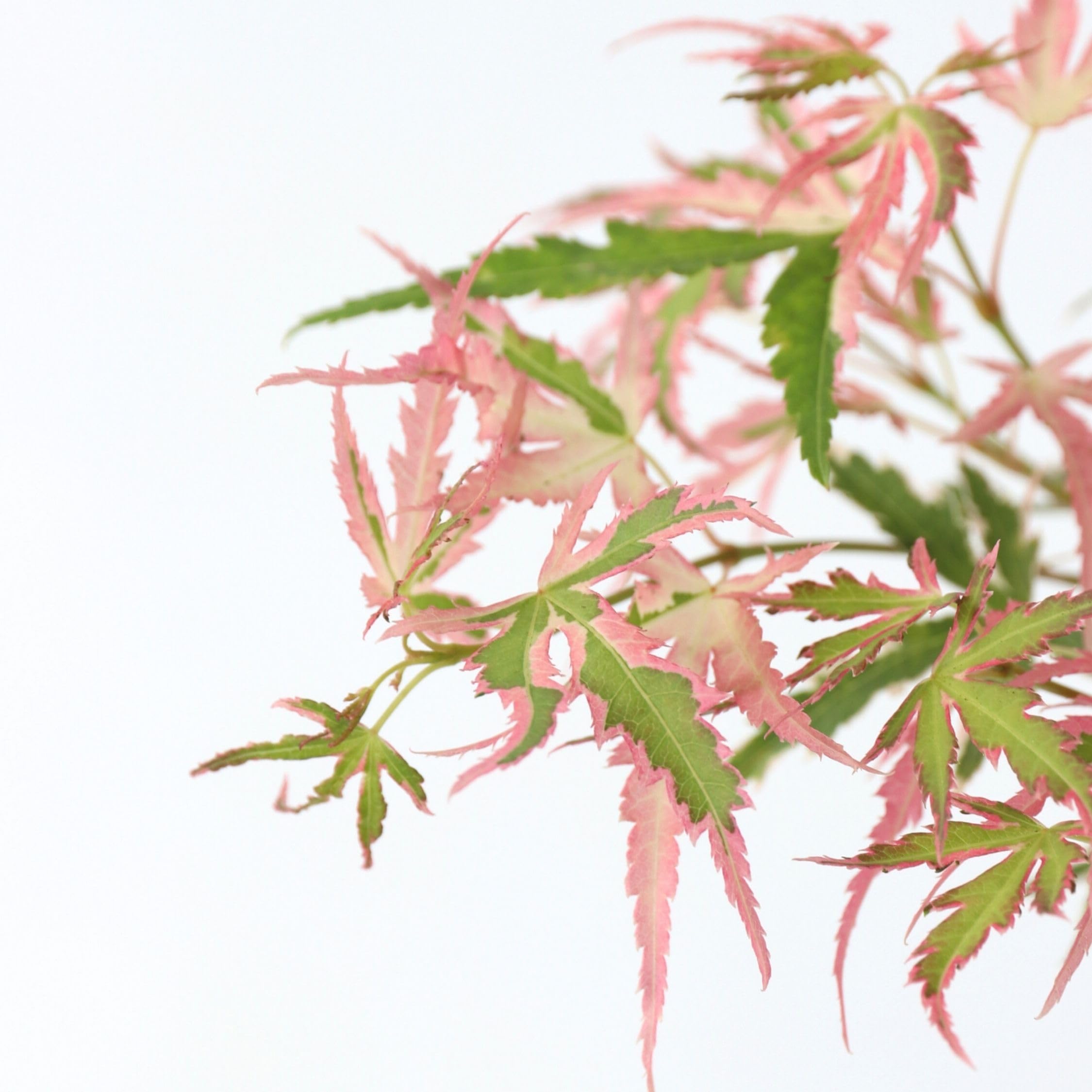 Plant in a Box - Érable du Japon - Avec engrais - Acer palmatum 'Taylor' - Hauteur 50-60cm - Pot 19cm - Plante d’extérieur - Vert - Rose