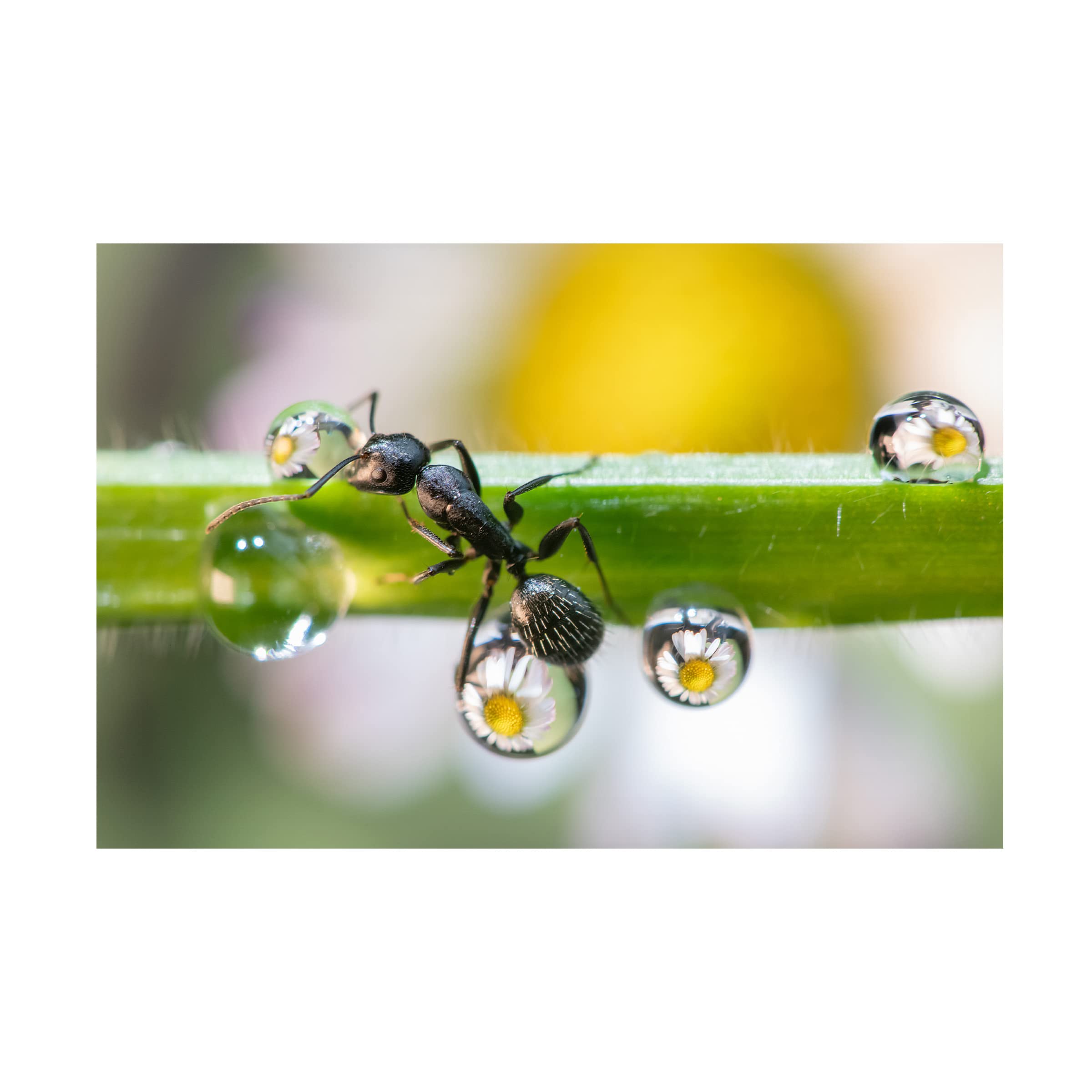 Trademark Fine Art 'The Ant Between The Drops' Canvas Art by Emanuele Caleffi