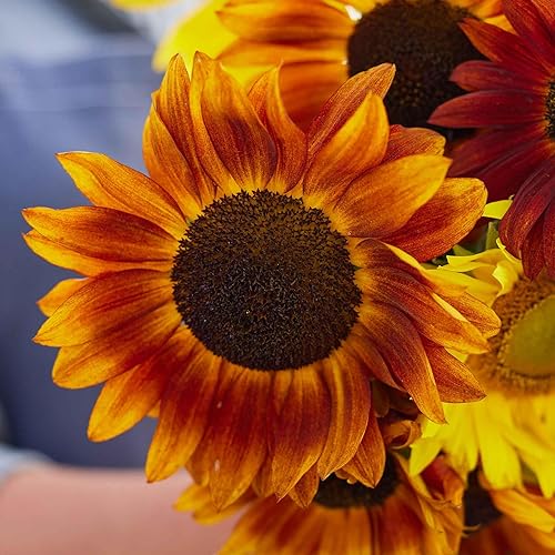 Miniatura 5 de Semillas de girasol (enano)  Twilight Zone  1 onza  Semillas de flores amarillas, atraen abejas, atraen mariposas, atraen polinizadores, fáciles de