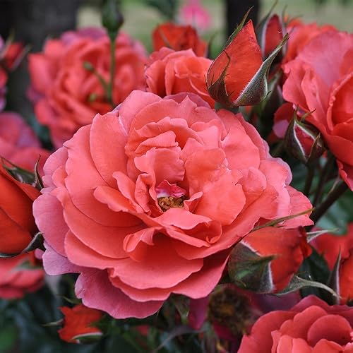 Miniatura 4 de Heirloom Roses Planta de rosas - Hot Cocoa Orange Floribunda Rosal, Planta viva Floribunda para plantar al aire libre